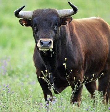 На Кубани пьяный мужчина украл у женщины быка Мужчина украл у соседки быка и продал его за сумму, гораздо меньшую, чем стоит животное.