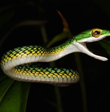 Обыкновенная попугайная змея — тонкий зеленый уж Обыкновенная попугайная змея (Leptophis ahaetulla).