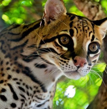 Оцелот — хищная кошка, которую иногда заводят знаменитости Оцелот (Leopardus pardalis).