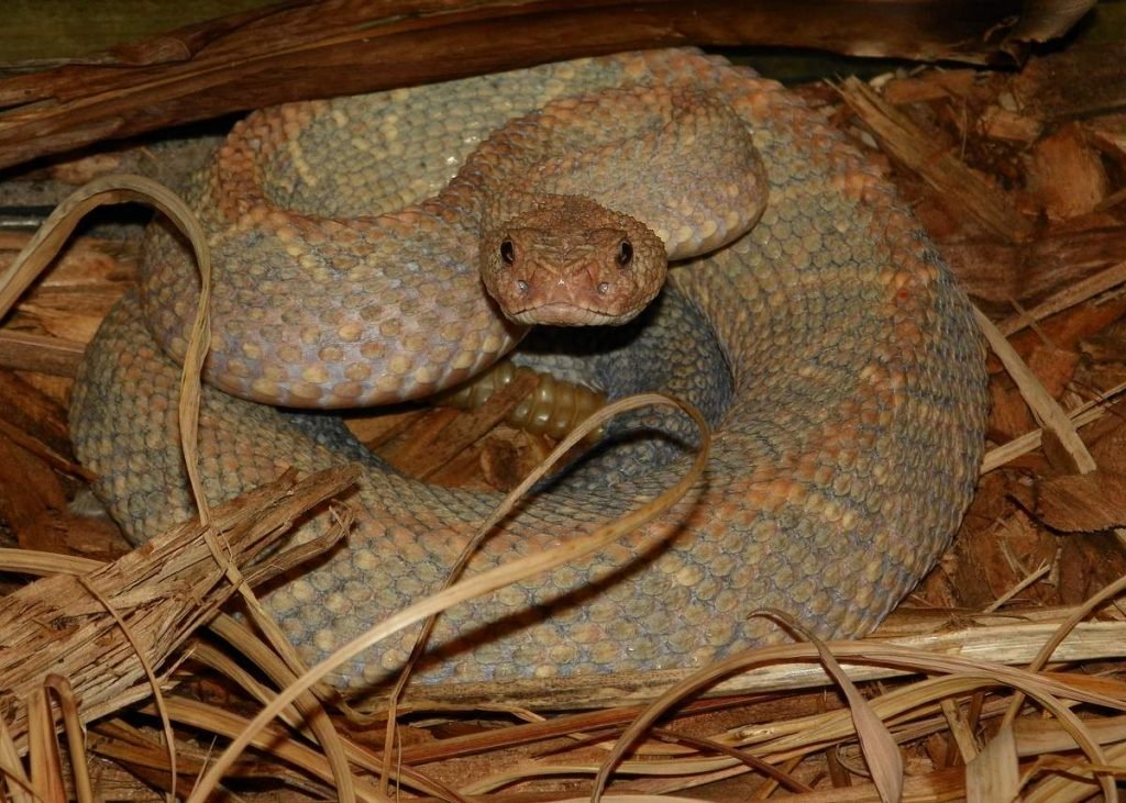 Одноцветный гремучник (Crotalus durissus unicolor).