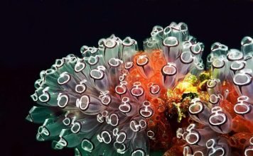 Особенности хордовых животных в процессе эволюции Хордовое животное - оболочник.