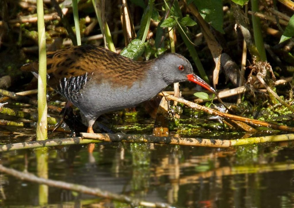 Водяной пастушок (Rallus aquaticus).