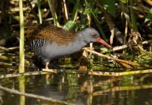 Пастушок — внимательная болотная птичка Водяной пастушок (Rallus aquaticus).