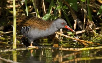 Пастушок — внимательная болотная птичка Водяной пастушок (Rallus aquaticus).