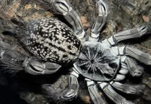 Паук–бабуин – ядовитое паукообразное Паук-бабуин (Heteroscodra maculata).