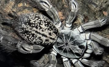 Паук–бабуин – ядовитое паукообразное Паук-бабуин (Heteroscodra maculata).
