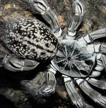 Паук–бабуин – ядовитое паукообразное Паук-бабуин (Heteroscodra maculata).