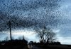 В Брянской области гигантские стаи грачей создали проблемы целому району Полчища грачей "напали" на Брянск.