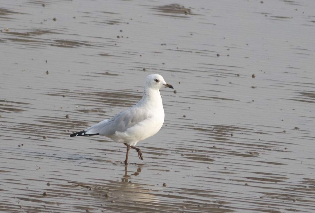 Реликтовая чайка (Larus relictus).
