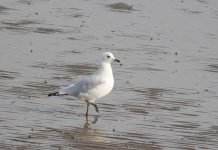 Реликтовая чайка — недавно открытый и редкий вид птиц Реликтовая чайка (Larus relictus).