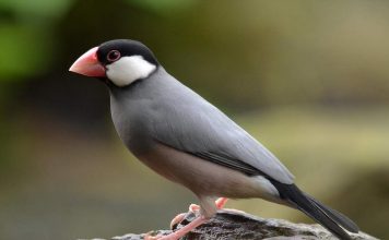 Рисовка или яванский воробей — что мы знаем об этой птице? Рисовка (Padda oryzivora).