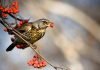Рябинник — поющий дрозд, а также любитель сладкой рябины Рябинник (Turdus pilaris).