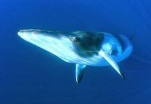 Северный финвал — кит с красивым названием Финвал (Вalaenoptera physalus).