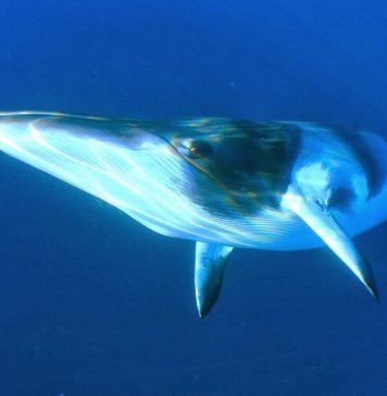 Северный финвал — кит с красивым названием Финвал (Вalaenoptera physalus).