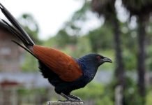 Шпорцевая кукушка: описание, образ жизни и особенности поведения птицы Обыкновенная шпорцевая кукушка (Centropus sinensis).