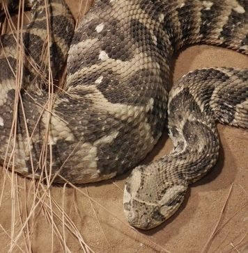 Шумящая гадюка – ядовитая и громкая змея Шумящая гадюка (Bitis arietans).