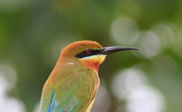 Синехвостая щурка — красочная, стройная птица Синехвостая щурка (Merops philippinus).