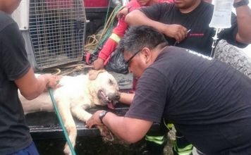 В Эквадоре от истощения скончалась собака, спасшая из-под завалов семерых людей Пес Дайко умер от истощения, спасая людей из-под завалов.