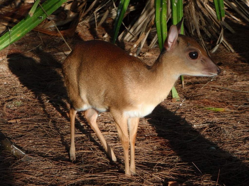 Суни (Neotragus moschatus).