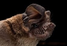 Свиноносые летучие мыши — особенности жизни и поведения ночных рукокрылых Свиноносая летучая мышь (Craseonycteris thonglongyai).