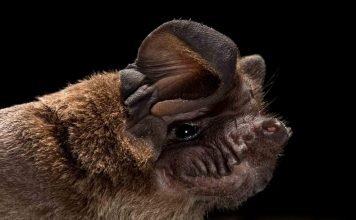 Свиноносые летучие мыши — особенности жизни и поведения ночных рукокрылых Свиноносая летучая мышь (Craseonycteris thonglongyai).