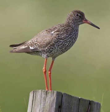 Травник — птица, совсем не причастная к траволечению Травник (Tringa totanus).