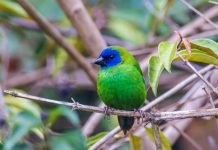 Трехцветная попугайная амадина: внешние признаки вьюркового ткачика Трёхцветная попугайная амадина (Erythrura trichroa)