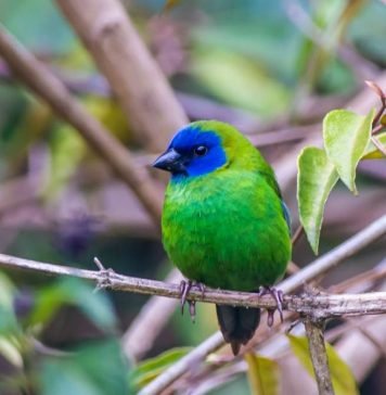Трехцветная попугайная амадина: внешние признаки вьюркового ткачика Трёхцветная попугайная амадина (Erythrura trichroa)