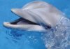 Удивительное о дельфинах Дельфины - еще те животные "с секретом".