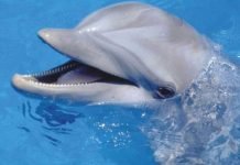 Удивительное о дельфинах Дельфины - еще те животные "с секретом".