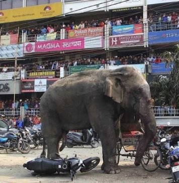В Китае слон неожиданно набросился на людей Жу Сю Ня - слон, напавший на ремонтников в Китае.