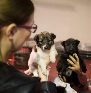 В Томске прошла ярмарка-раздача, где хозяев нашли около сорока животных Организация защиты животных «Содружество» на днях провела ярмарку-раздачу.
