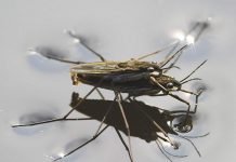 Водомерка — насекомое, которое «скользит» по воде Водомерки (лат. Gerridae) .