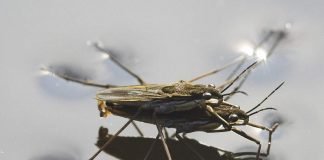 Водомерка — насекомое, которое «скользит» по воде Водомерки (лат. Gerridae) .