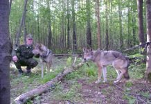 Волкособы стоят на страже русских границ Волкособы на службе Российских войск.