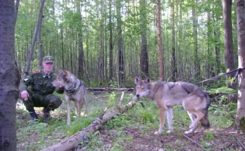Волкособы стоят на страже русских границ Волкособы на службе Российских войск.