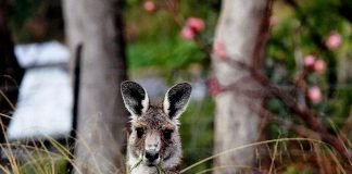 Зачем кенгуру сумка?