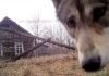 Стало известно, как животным удается выживать в Чернобыльской зоне отчуждения Какие животные могут выжить в Чернобыльской зоне?