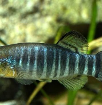 Азракский карпозубик — хищная рыбка Азракский карпозубик (Aphanius sirhani).