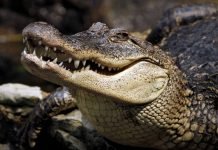 Американские аллигаторы уже ломятся в дверь Каролинскому аллигатору не сиделось на месте, и он решил прогуляться к людям.