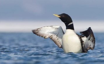 Белоклювая гагара — самая крупная из гагар Белоклювая гагара (Gavia adamsii).