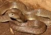 Большая коричневая плюющаяся кобра — змея на грани исчезновения Большая коричневая плюющаяся кобра (Naja ashei).