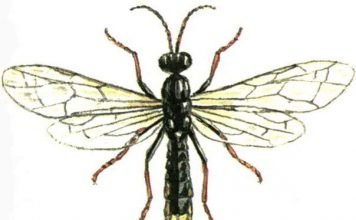 Черноногий харакопигус — реликтовое насекомое Черноногий харакопигус (Characopygus modestus).