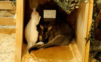 Из контактного зоопарка исчез кенгуренок-альбинос В прошлом году в новосибирском контактном зоопарке родился кенгуренок-альбинос, но сегодня его судьба неизвестна.