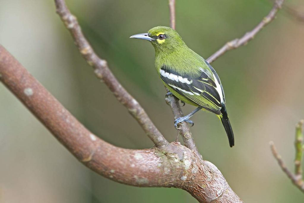 Чернокрылая йора (Aegithina tiphia).