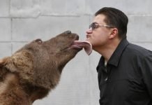 Любимцем американцев стал русский медведь Степан История об одном русском медведе.