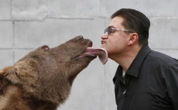 Любимцем американцев стал русский медведь Степан История об одном русском медведе.