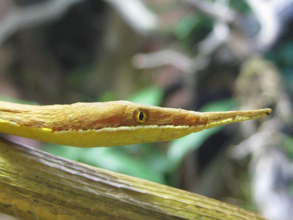 Листоносый мадагаскарский уж (Langaha madagascariensis).