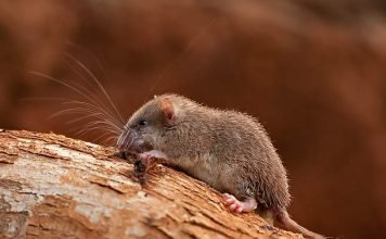 Малабарская колючая соня — эндемик индостанских гор Колючая соня (Platacanthomys lasiurus).