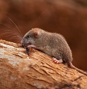 Малабарская колючая соня — эндемик индостанских гор Колючая соня (Platacanthomys lasiurus).